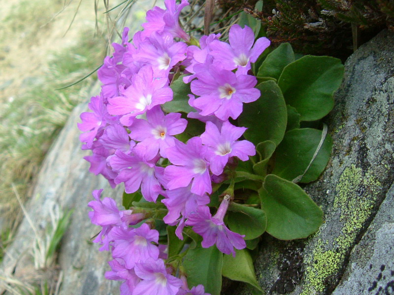 Primula apennina / Primula appenninica